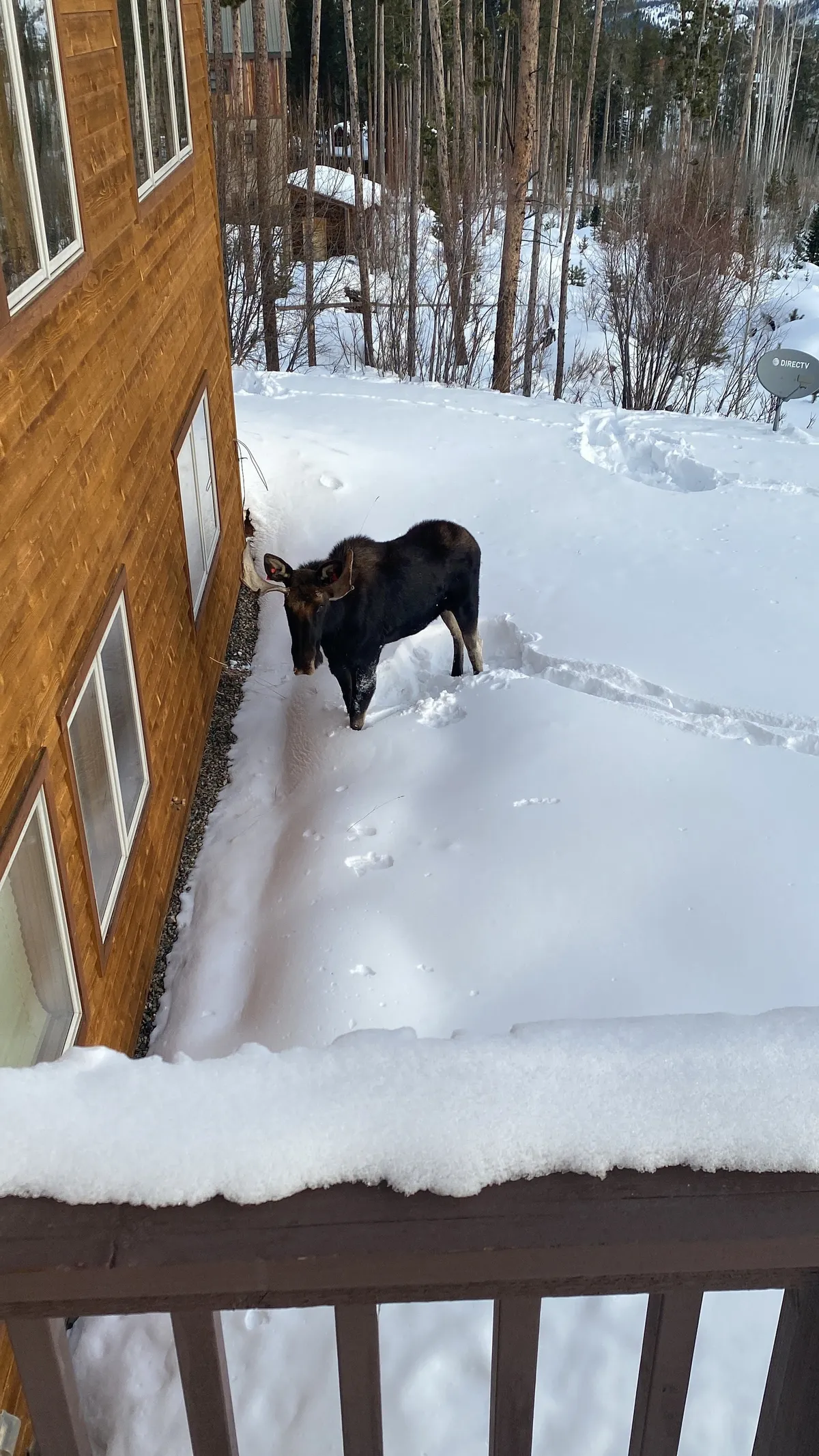 A majestic moose stands in the snow beside the wooden exterior of a mountain cabin, the ground blanketed in fresh snow. The peaceful scene underlines the home's close relationship with nature and the unique, secluded mountain setting.
