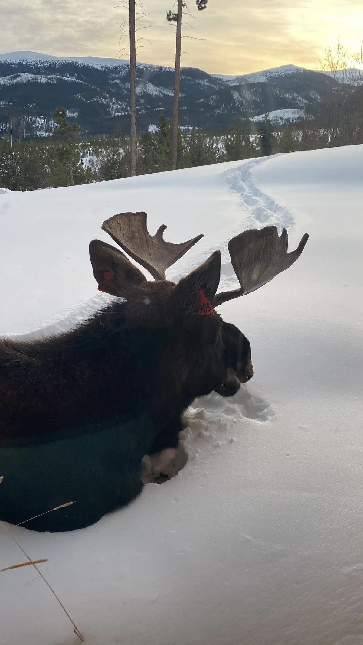A moose stands peacefully in a snowy landscape with mountains in the distance, offering an iconic wildlife encounter amidst serene natural beauty. The scene is tranquil and captures the unique magic of the location.